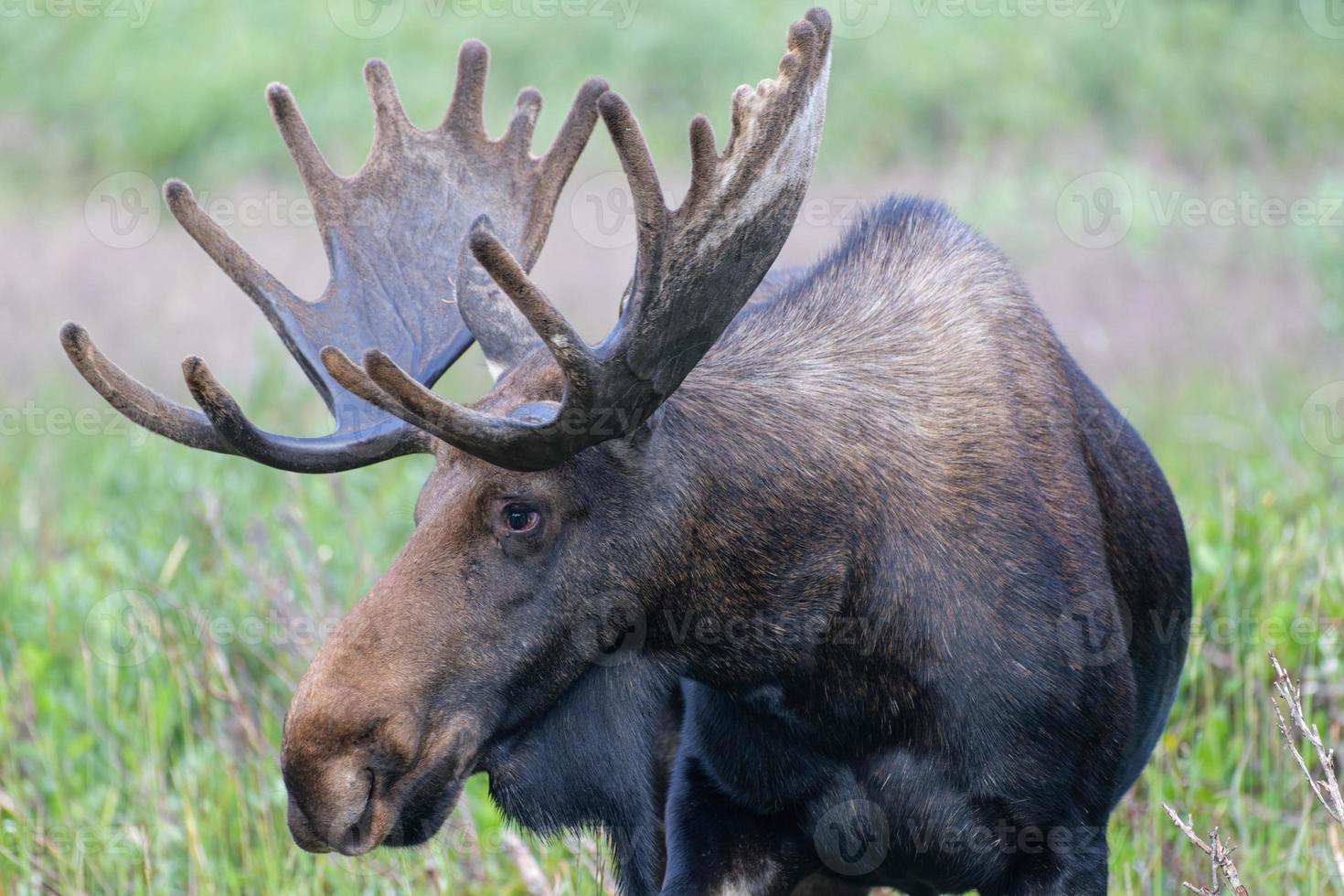 Moose in the Colorado Rocky Mountains photo