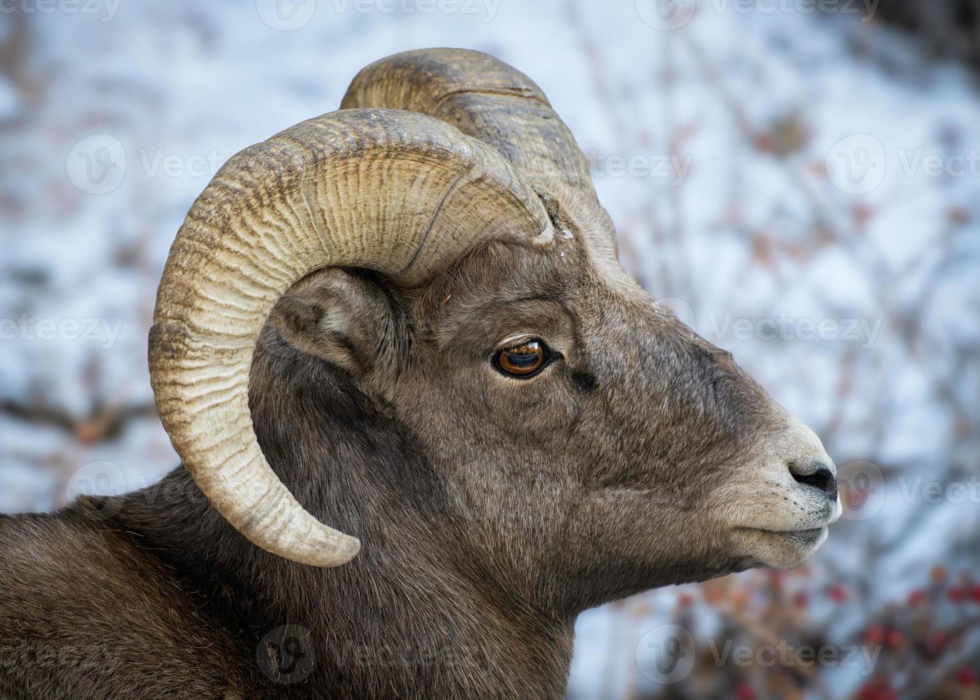 Colorado Rocky Mountain Bighorn Sheep Ram in Snow photo