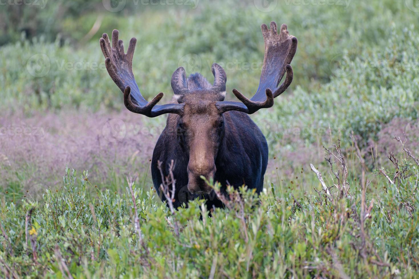 Moose in the Colorado Rocky Mountains photo