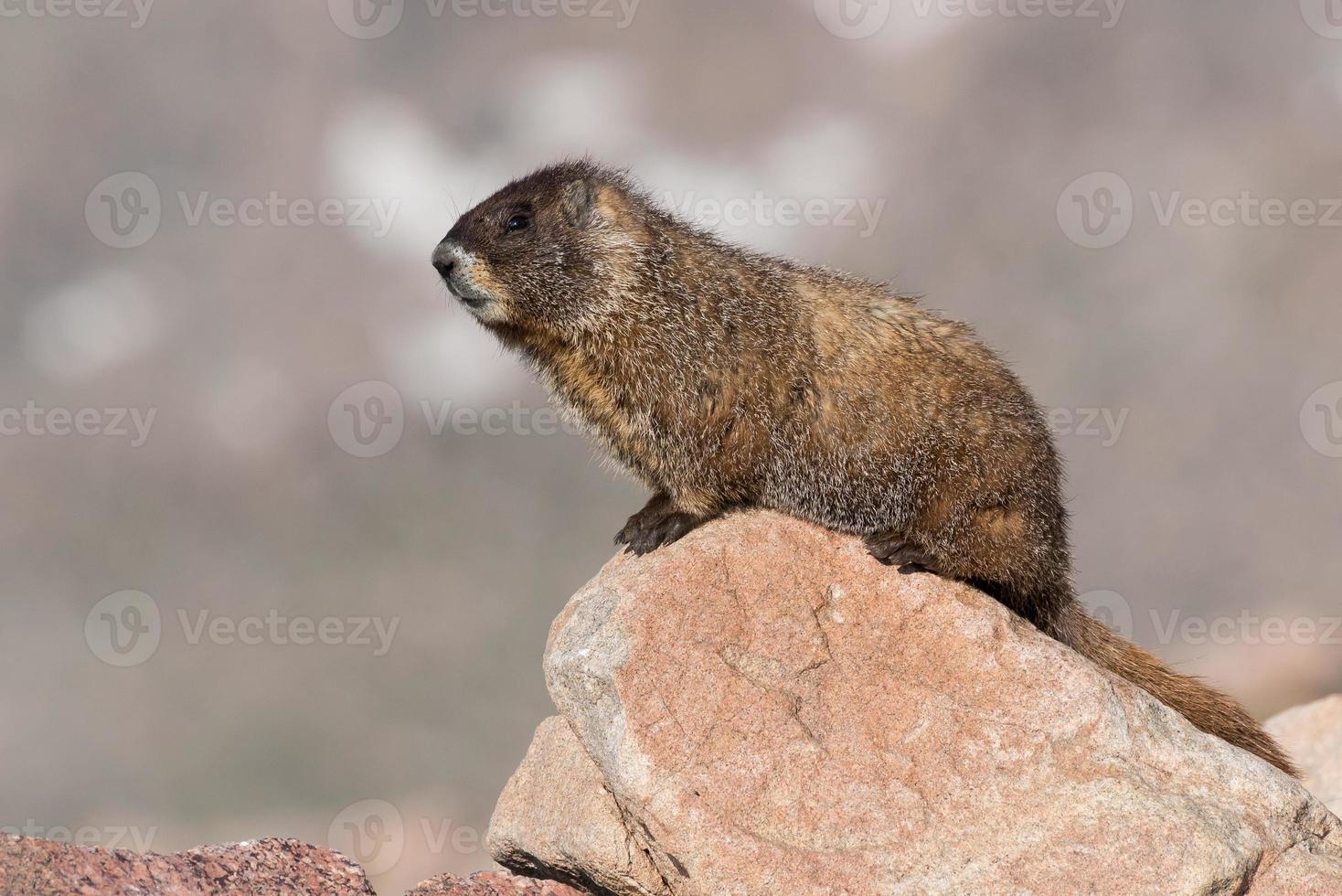 marmota descansando sobre una roca en la cima del monte evans, colorado foto