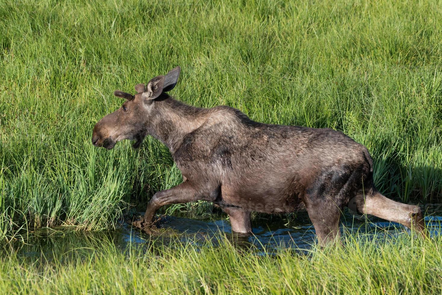 Shiras Moose in the Rocky Mountains of Colorado photo