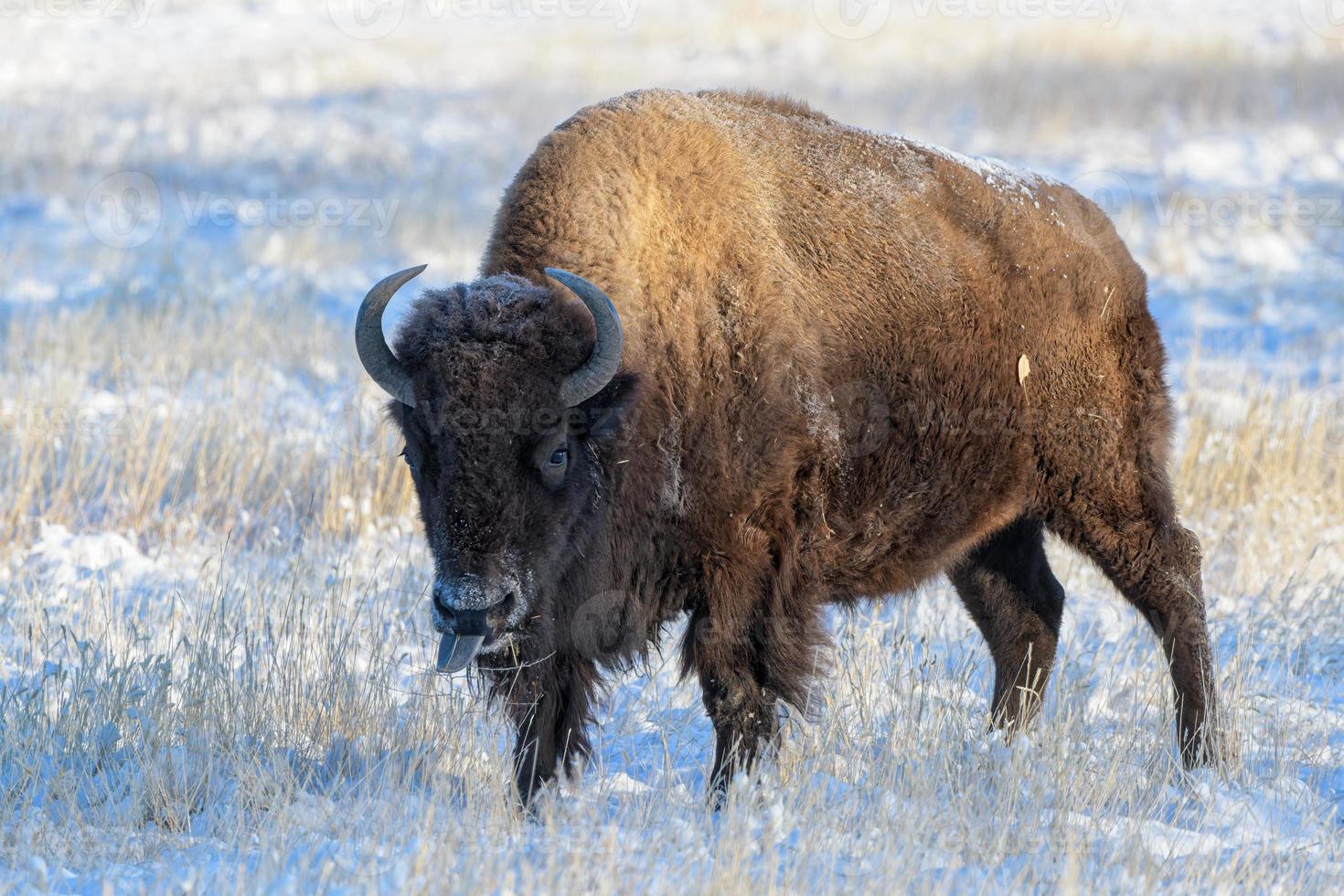 American Bison on the High Plains of Colorado. Bull Bison. Snow Covered Bull Standing in a Road. photo