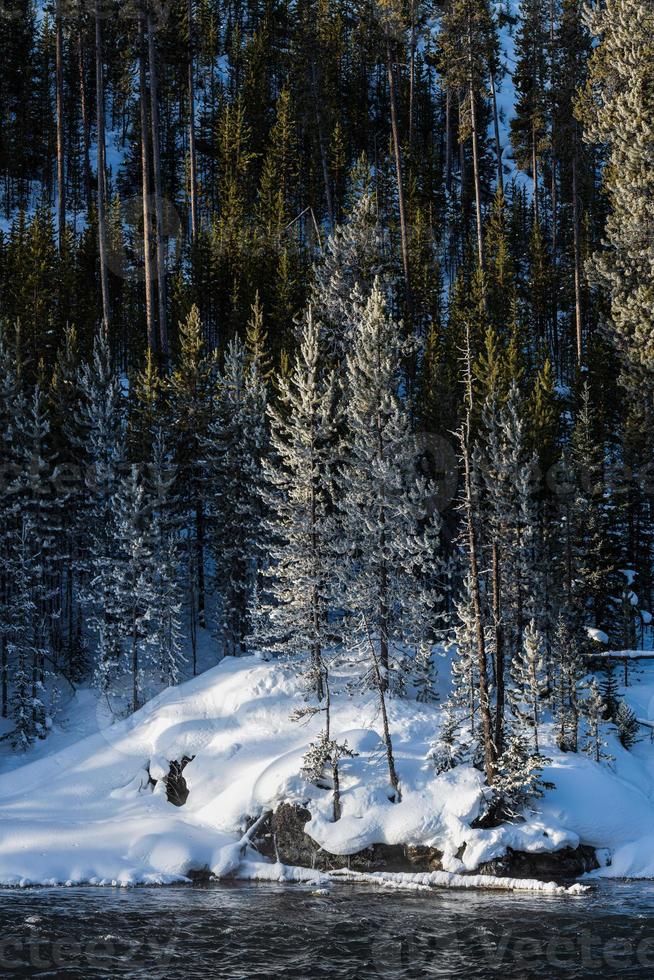 Winter scene in Yellowstone National Park. photo