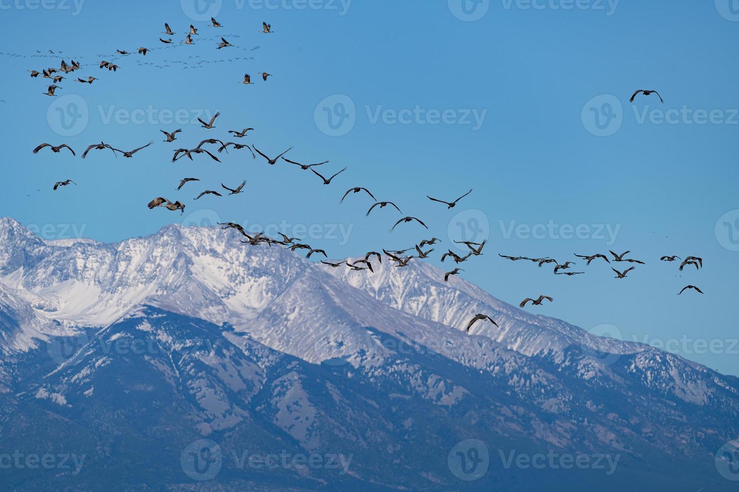 Migrating Greater Sandhill Cranes in Monte Vista, Colorado photo