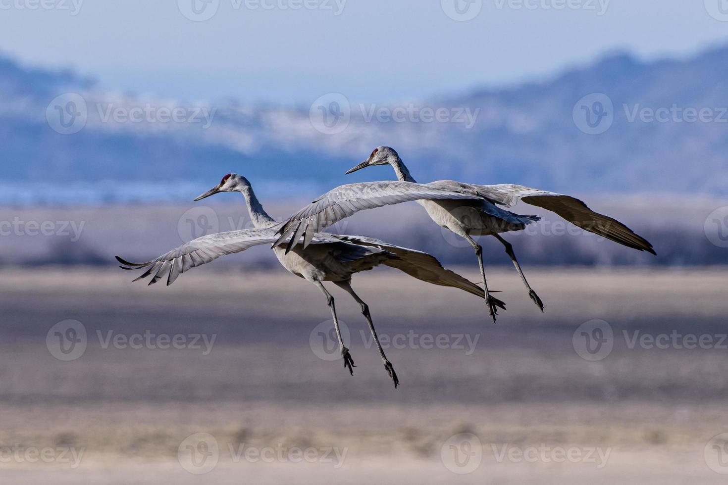 Migrating Greater Sandhill Cranes in Monte Vista, Colorado photo