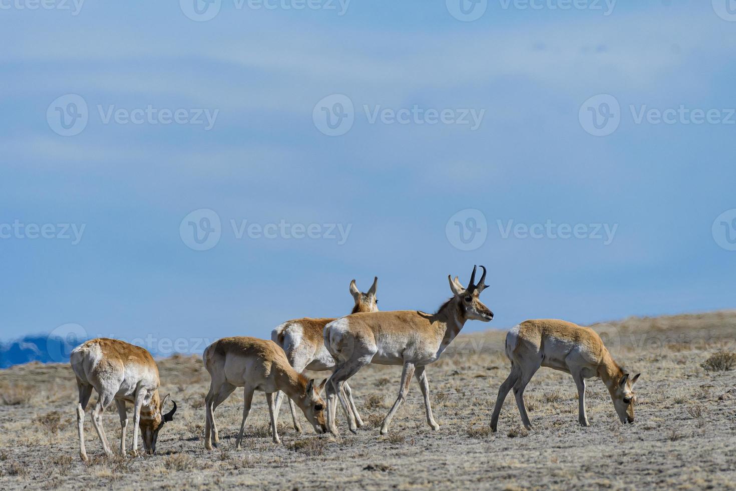 Wild Pronghorn Antelope herd in the Colorado Grasslands photo
