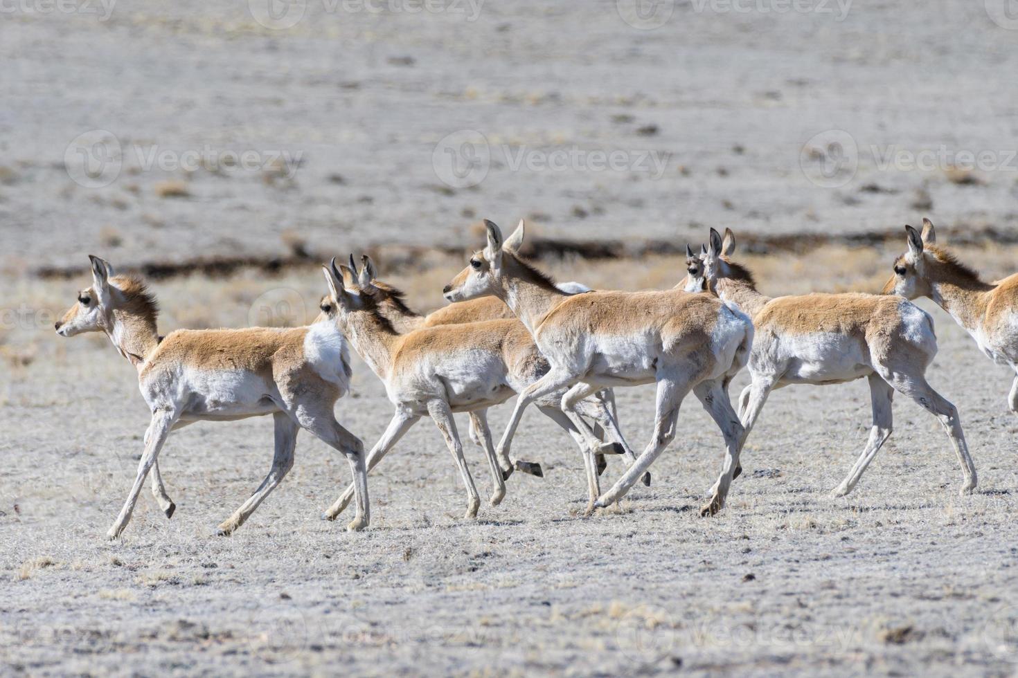 Wild Pronghorn Antelope on the High Plaines of Colorado. photo