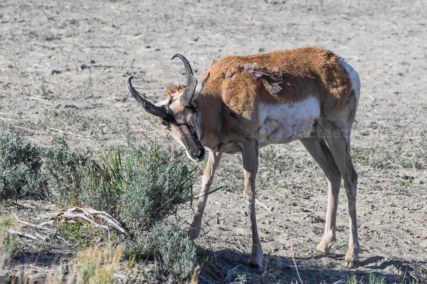 Pronghorn Antelope on the Open Prairie of Colorado.. Adult Male photo