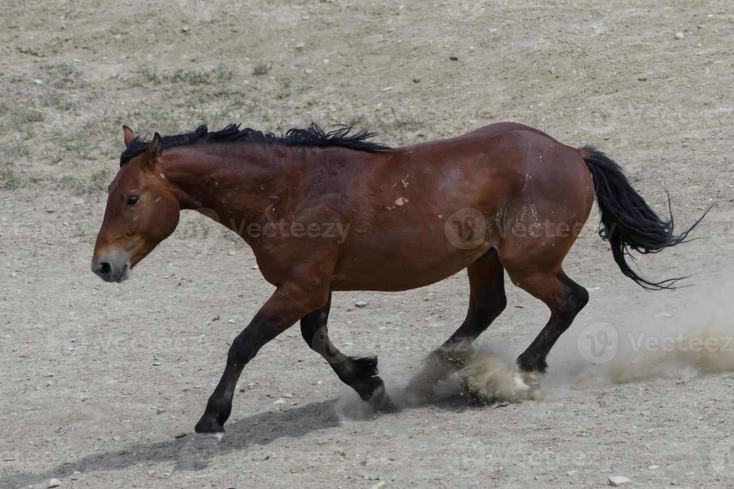 Wild Mustang Horses in Colorado photo