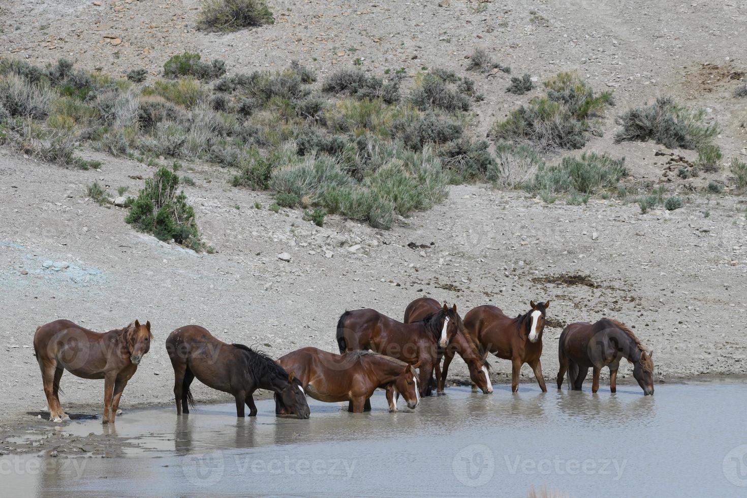 caballos mustang salvajes en colorado foto