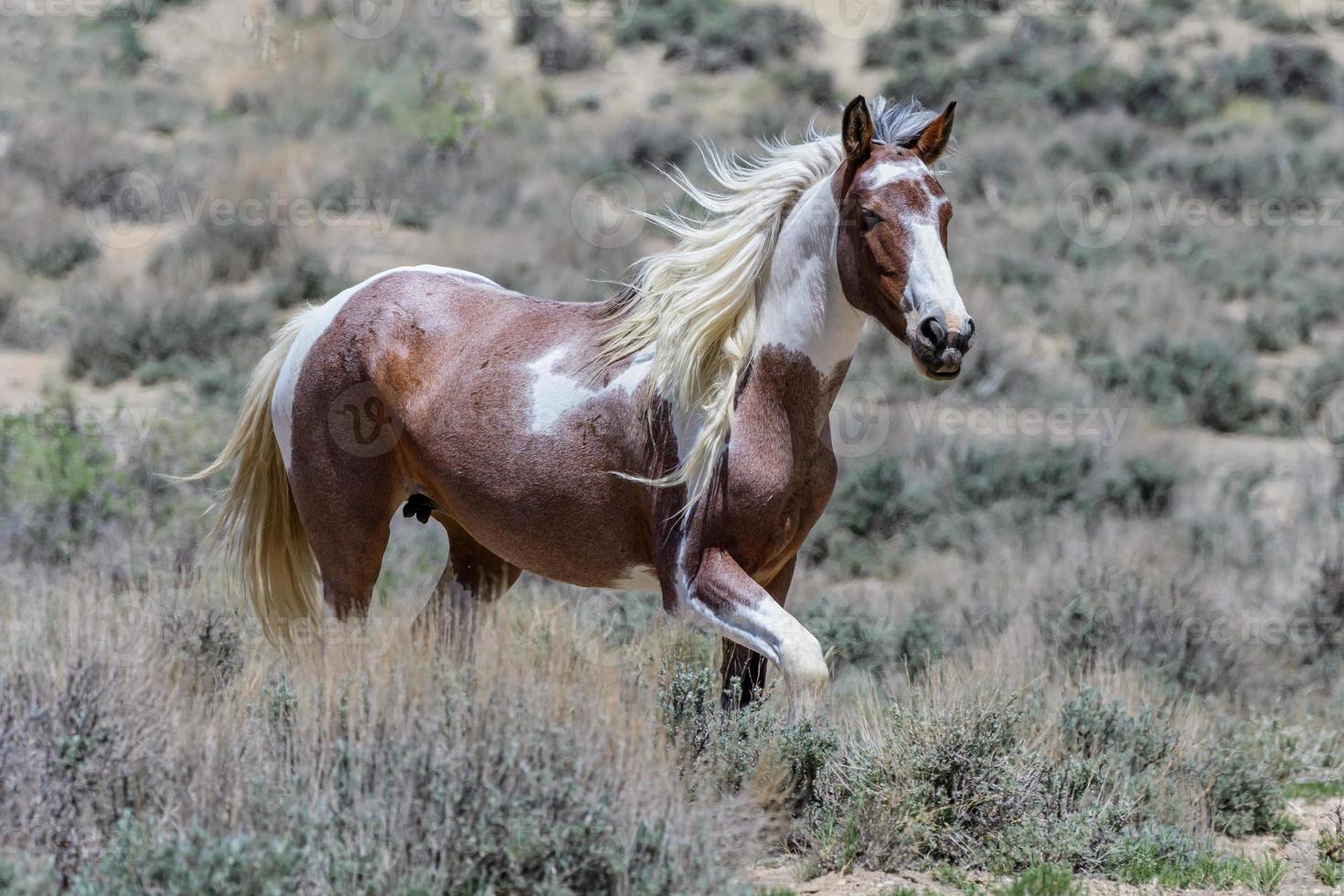 Wild Mustang Horses in Colorado photo