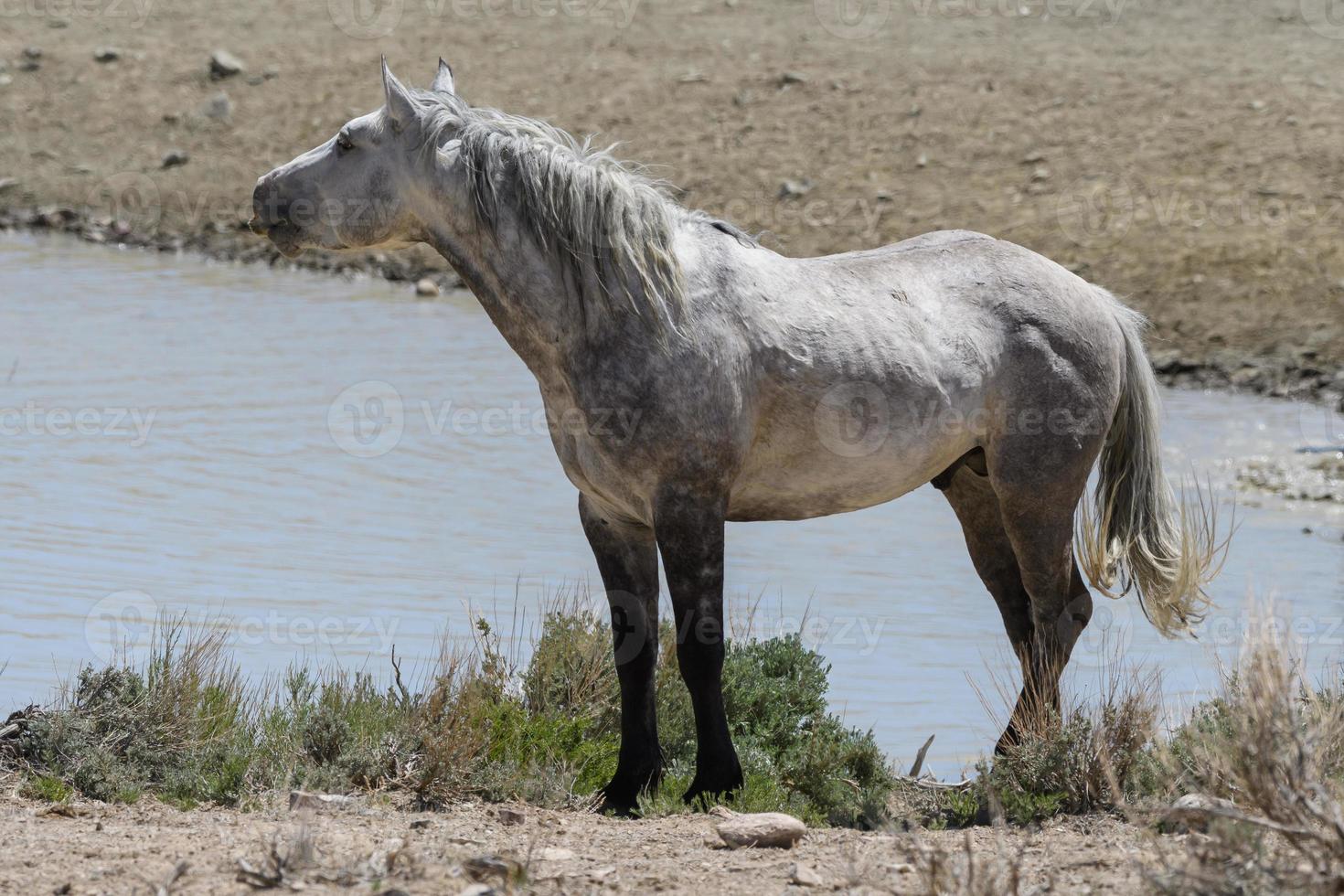 Wild Mustang Horses in Colorado photo