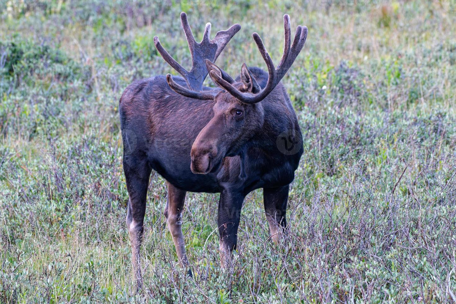 Moose in the Colorado Rocky Mountains photo