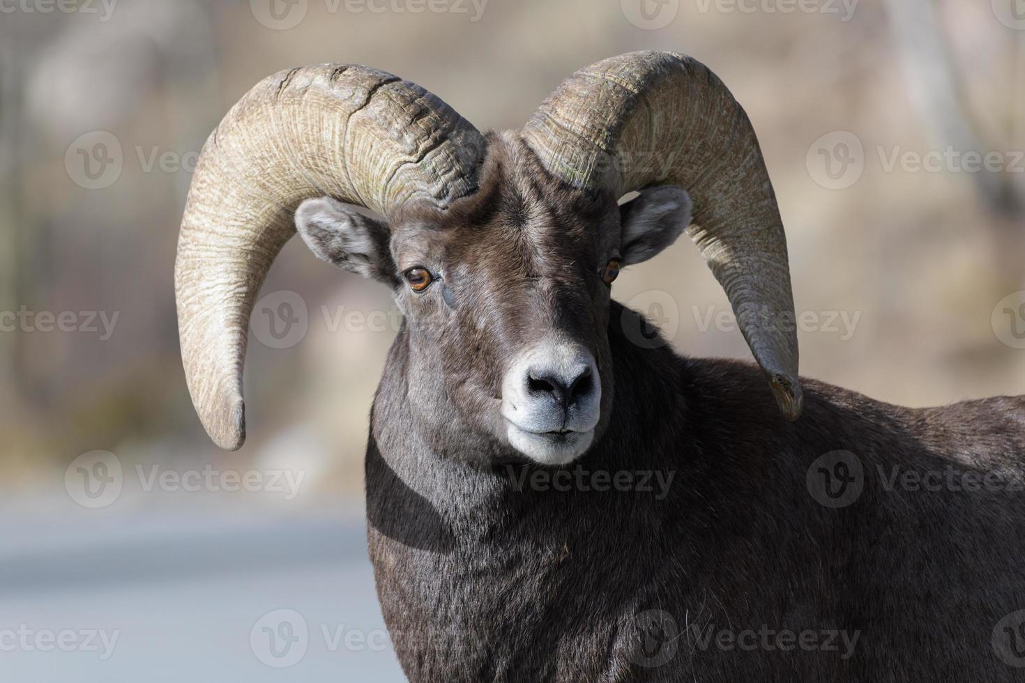 Colorado Rocky Mountain Bighorn Sheep photo