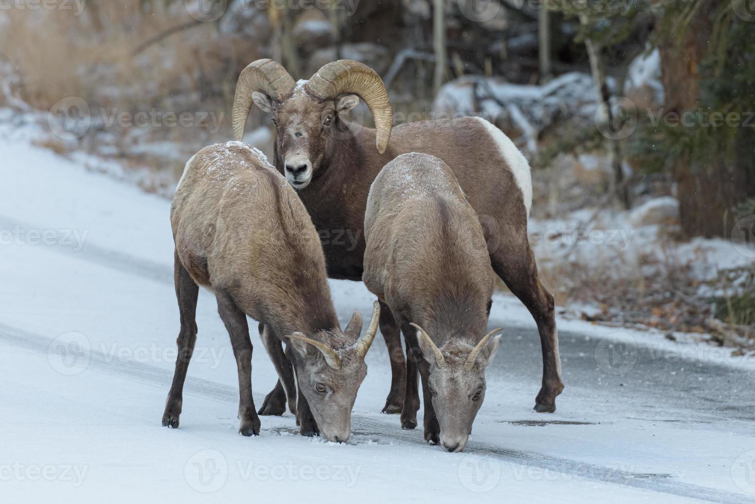 borrego cimarrón de las montañas rocosas de colorado foto