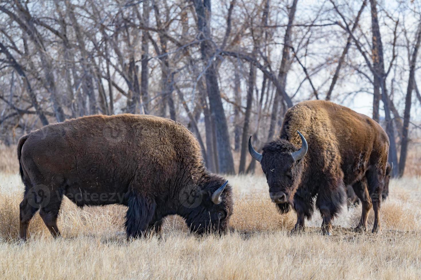 bisonte americano en las altas llanuras de colorado. dos toros en un campo de hierba foto