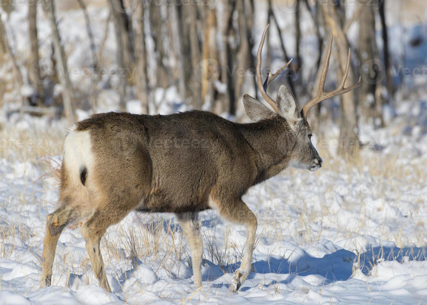Colorado Wildlife. Wild Deer on the High Plains of Colorado. Mule deer buck in the snow. photo