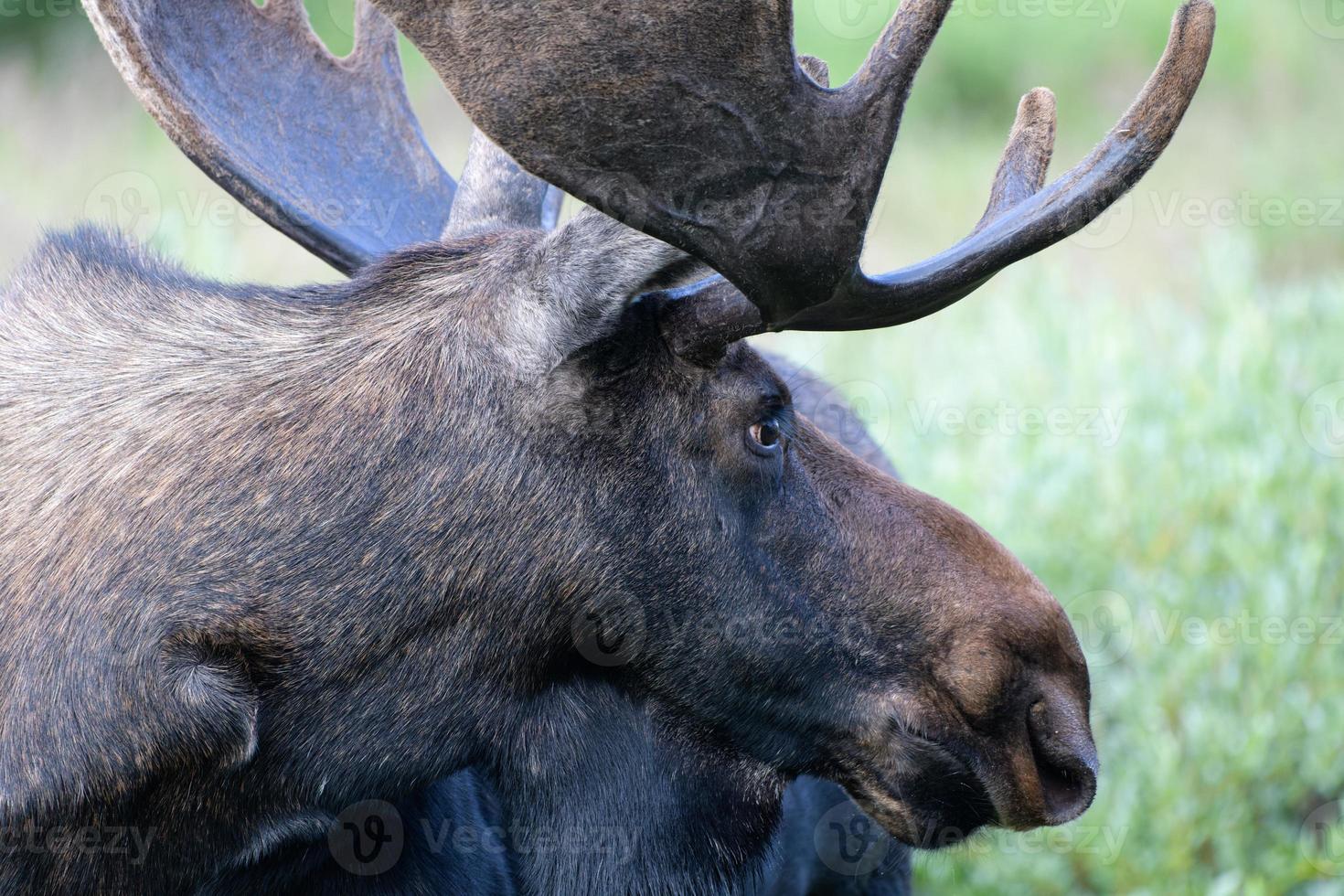 Moose in the Colorado Rocky Mountains photo