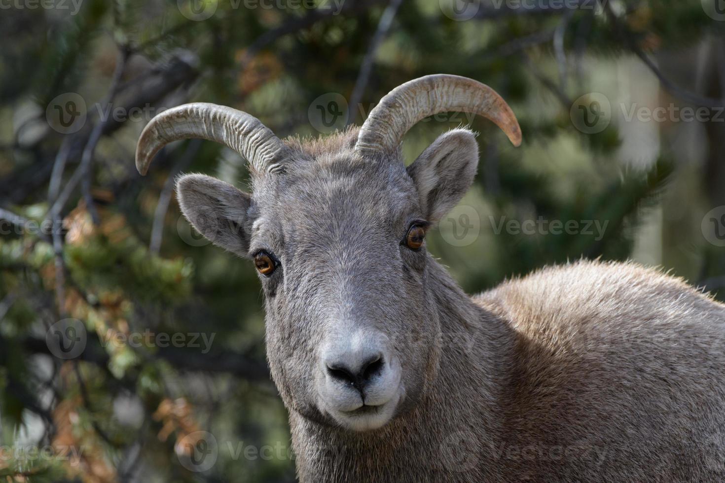 Colorado Rocky Mountain Bighorn Sheep photo