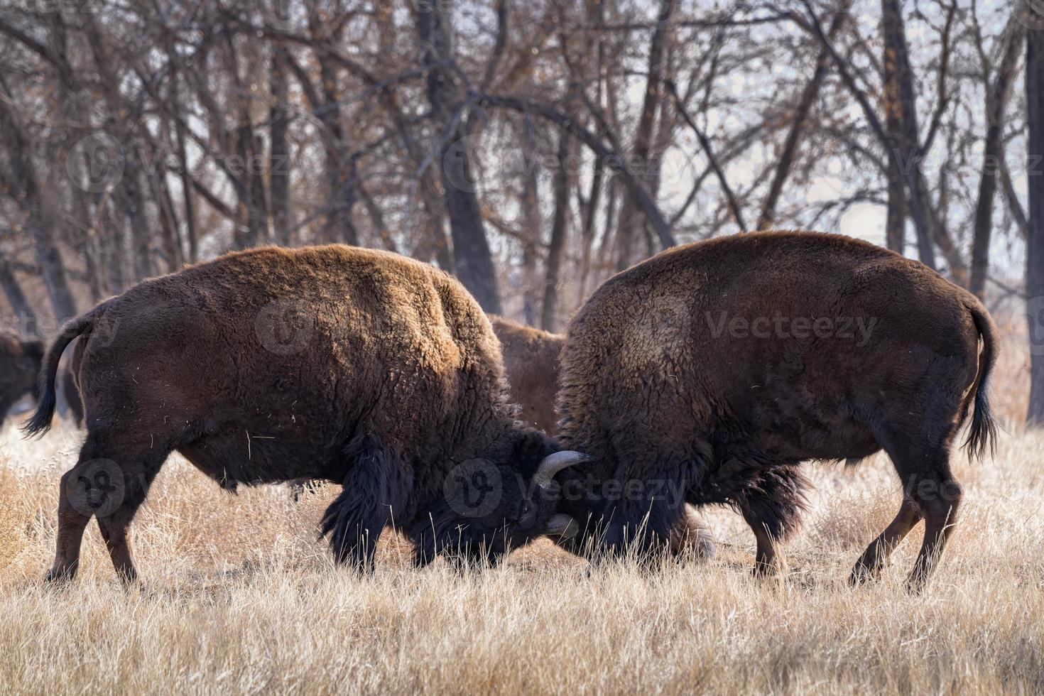 bisonte americano en las altas llanuras de colorado. dos toros ahorrando en un campo de hierba. foto