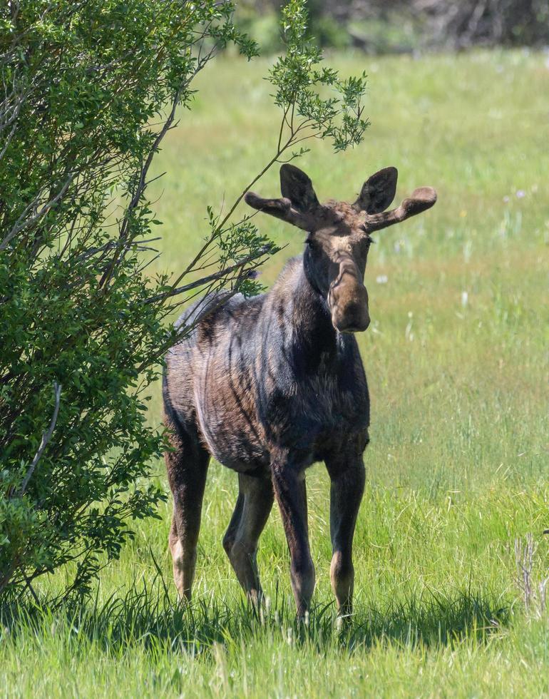 Shiras Moose in the Rocky Mountains of Colorado photo