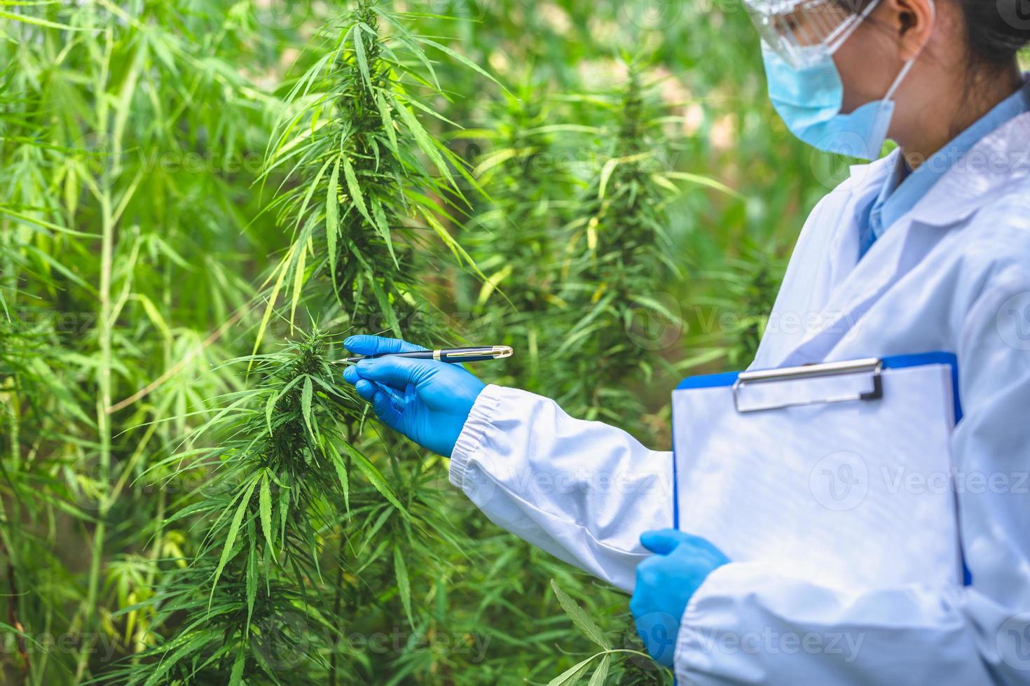 investigadores, científicos con máscaras, gafas y guantes inspeccionan las plantas de cáñamo en los campos. concepto de la industria farmacéutica. hierbas alternativas. investigación para el tratamiento. foto