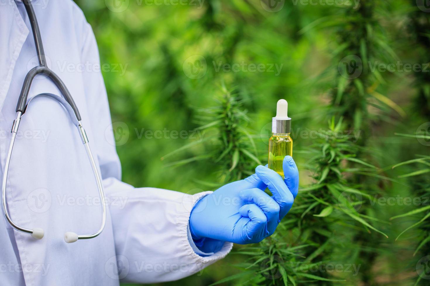 CBD hemp oil, doctor holding a bottle of cannabis oil and a stethoscope medical cannabis products Hemp extract, CBD and hemp oil, alternative medicine. photo