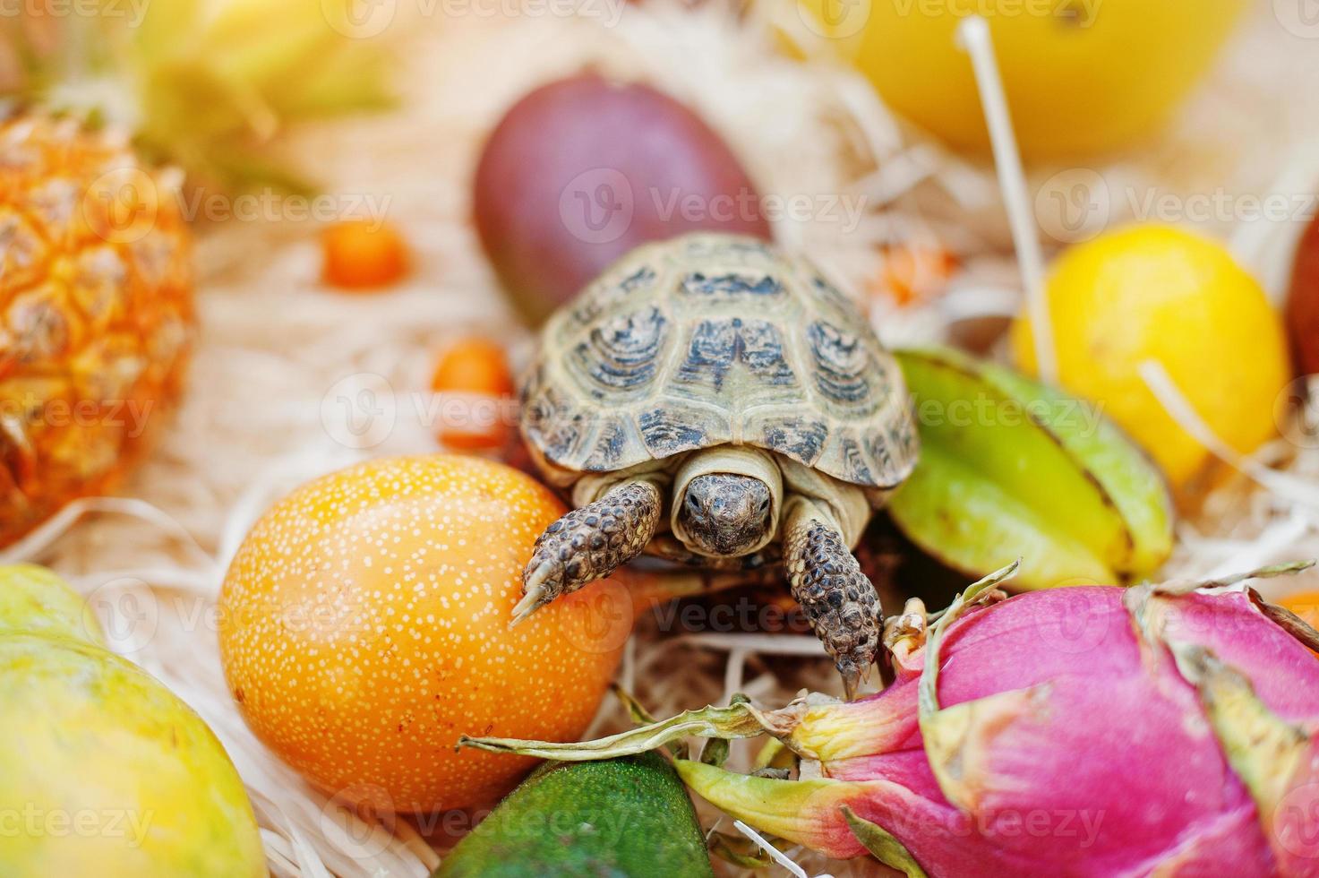 Small overland turtle on fresh exotic fruits. photo