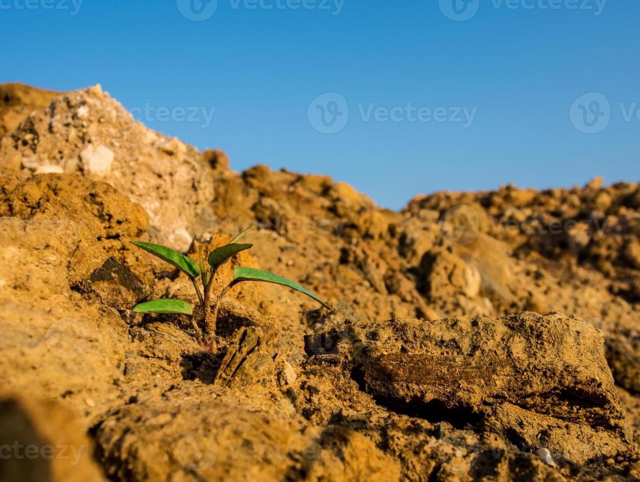 Buds of morning glory sprout up rocky mound photo