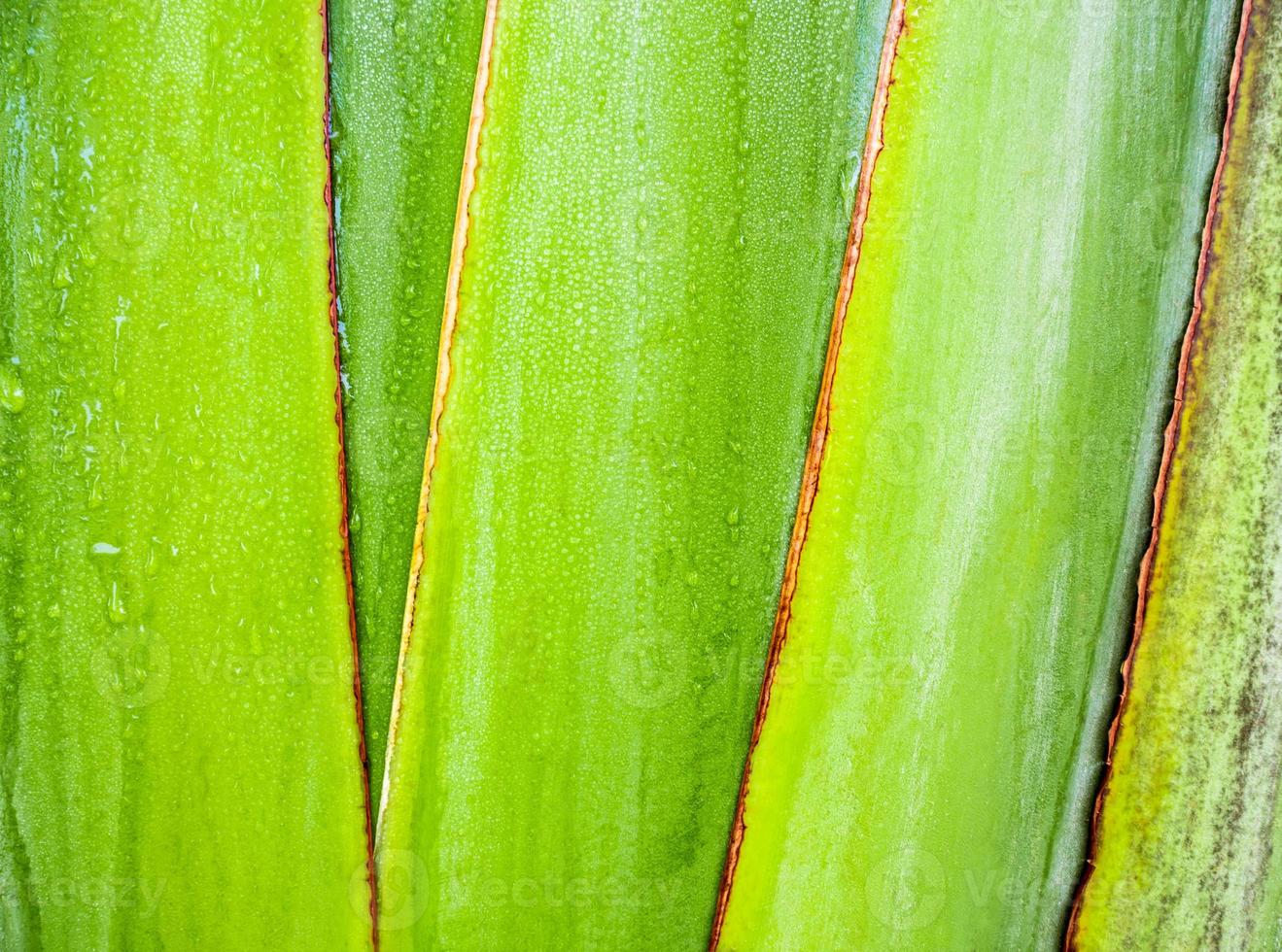 Texture on body of traveler's palm, Ravenala banana photo