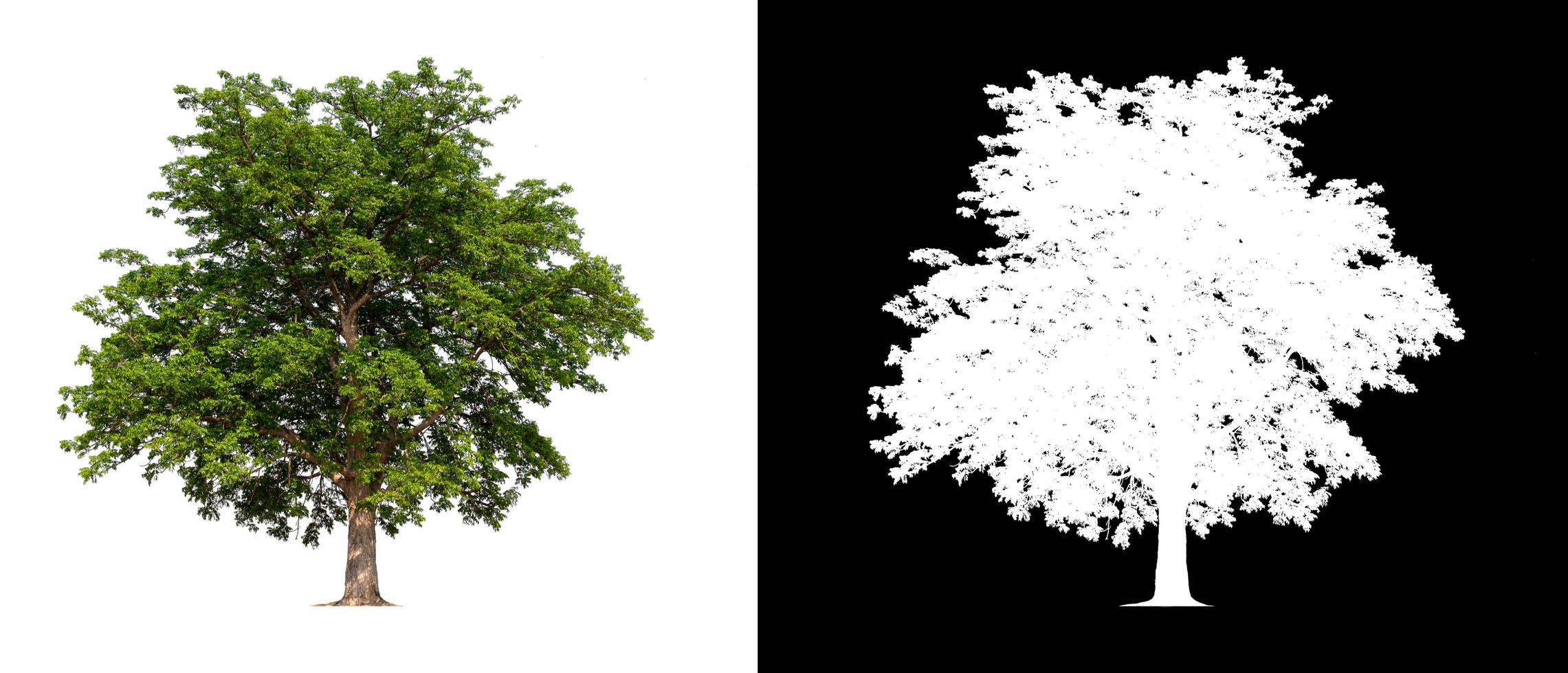 isolated tree on white background with clipping path photo