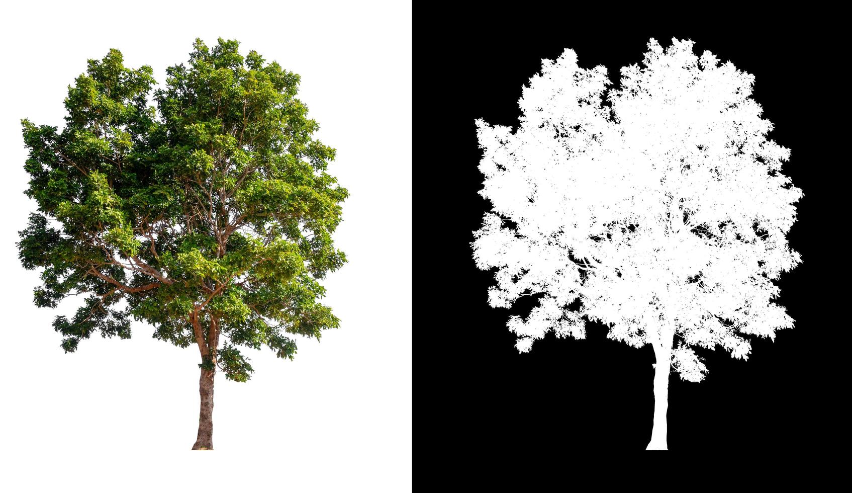 isolated tree on white background with clipping path photo