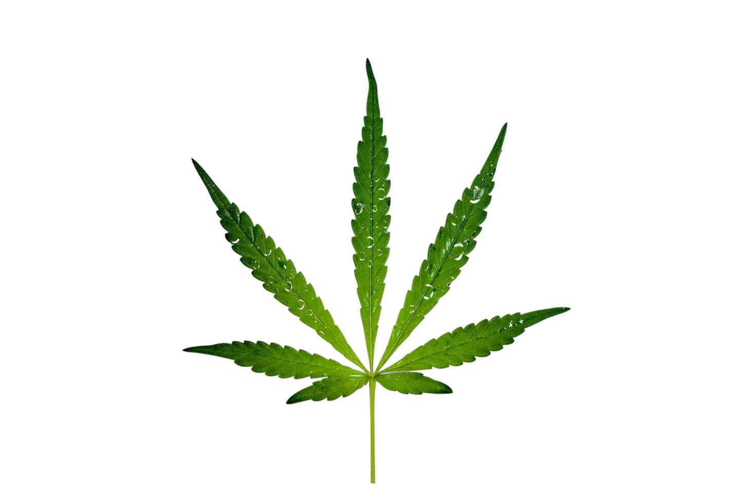isolated cannabis leaf on white background photo