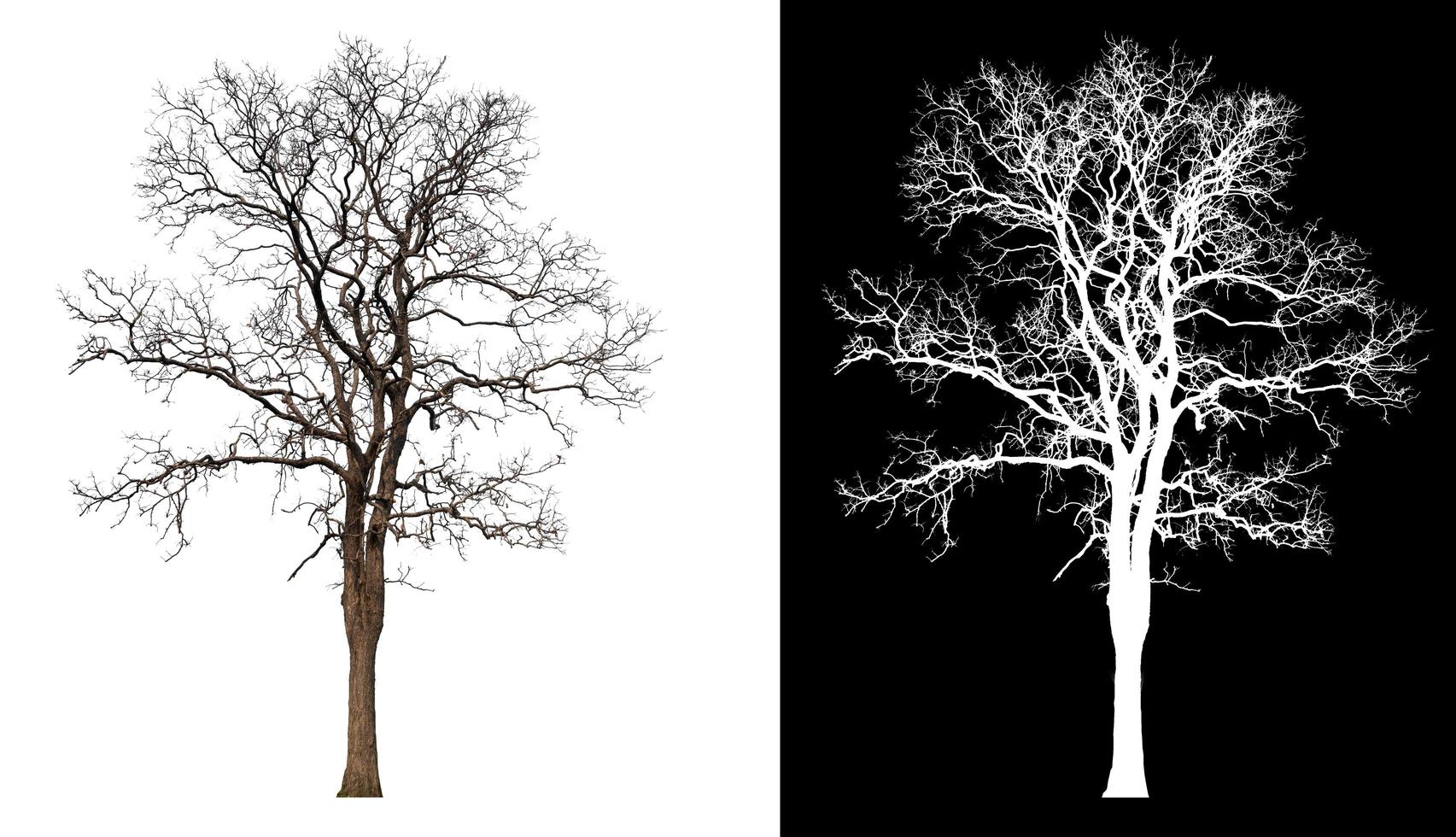 árbol aislado sin hojas sobre fondo blanco foto