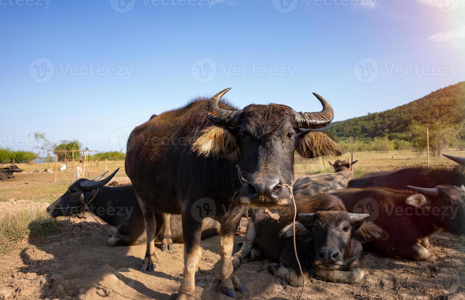 búfalo en la granja de campo foto