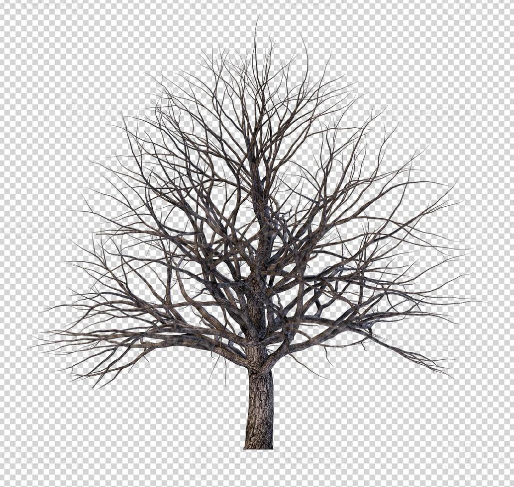 tree without leaf on transparent background picture with clipping path photo