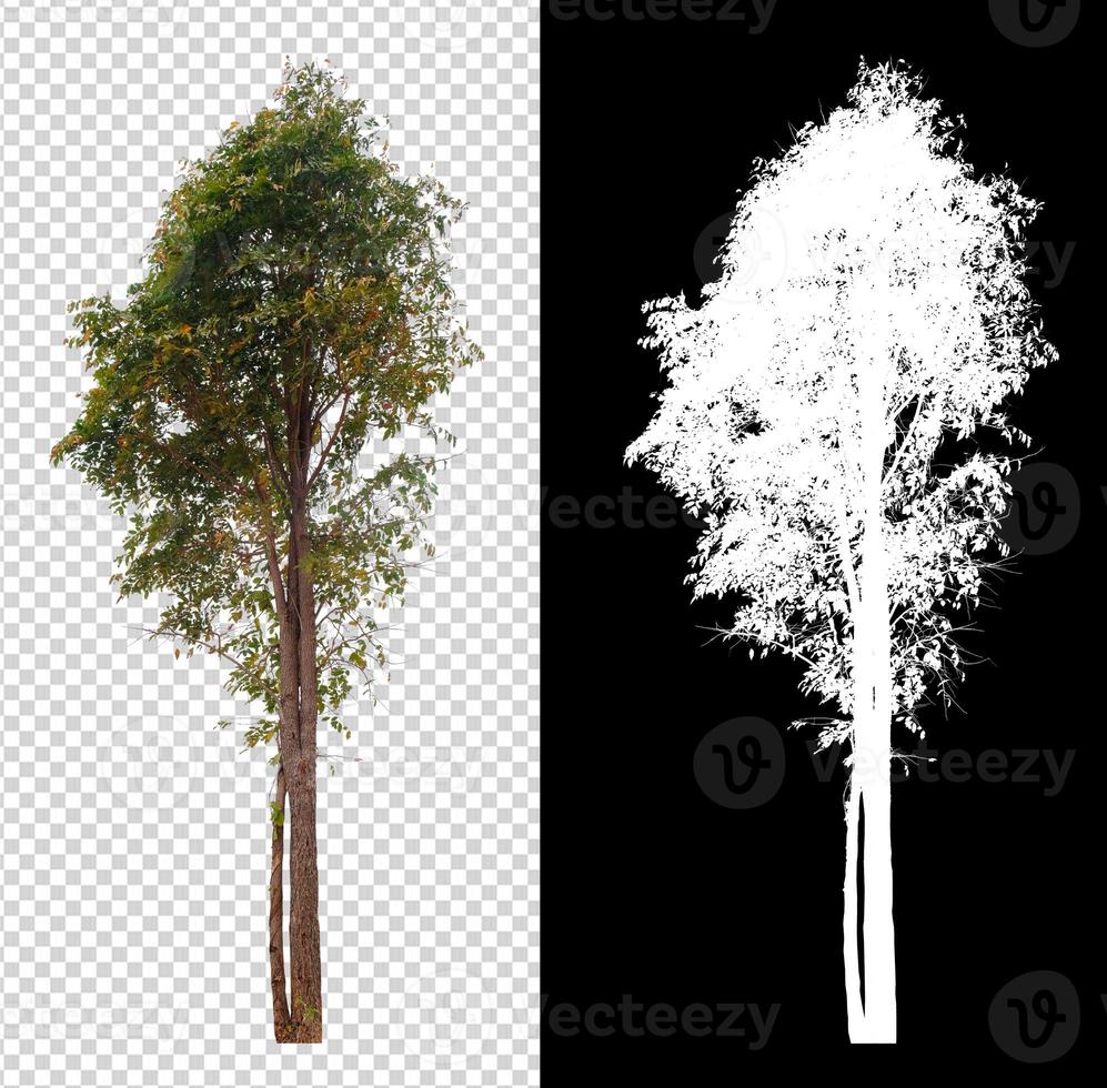 tree on transparent background image with clipping path photo