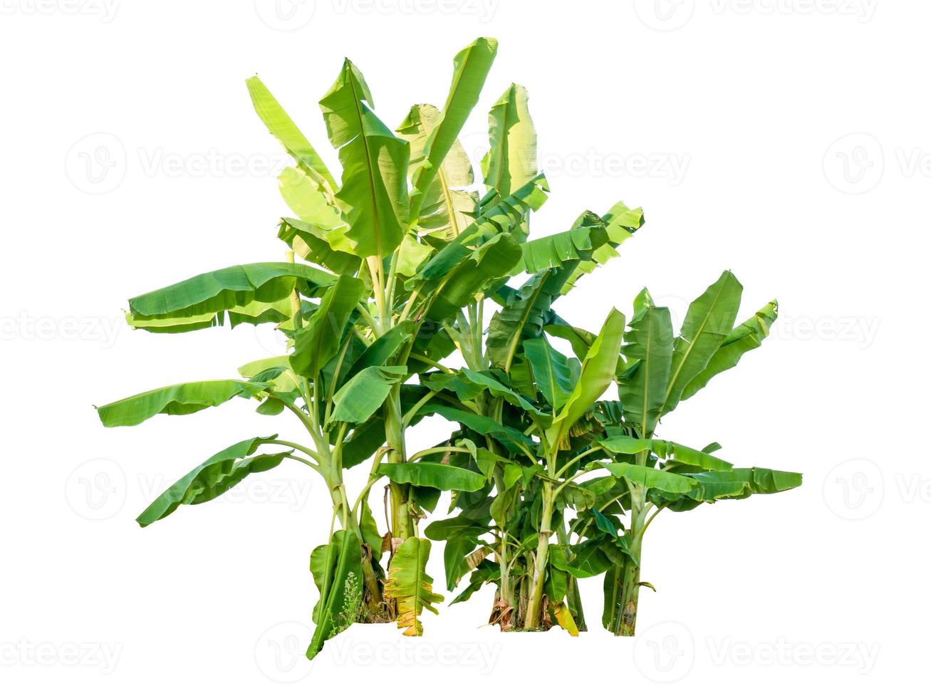 Banana tree on white background photo