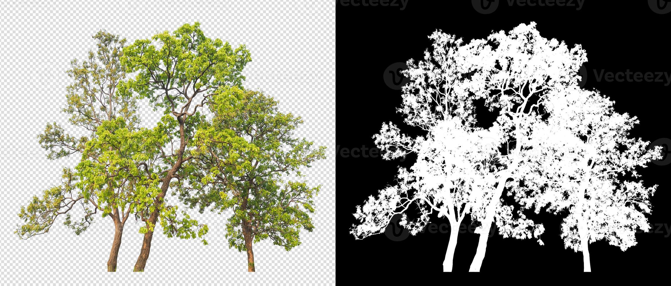 tree on transparent background picture with clipping path photo