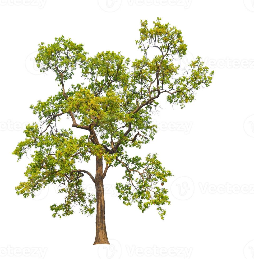 ttree on white background with clipping path photo