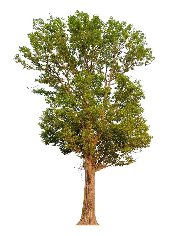 árbol aislado sobre fondo blanco foto