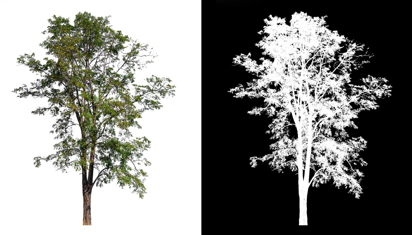 isolated tree on white background with clipping path photo