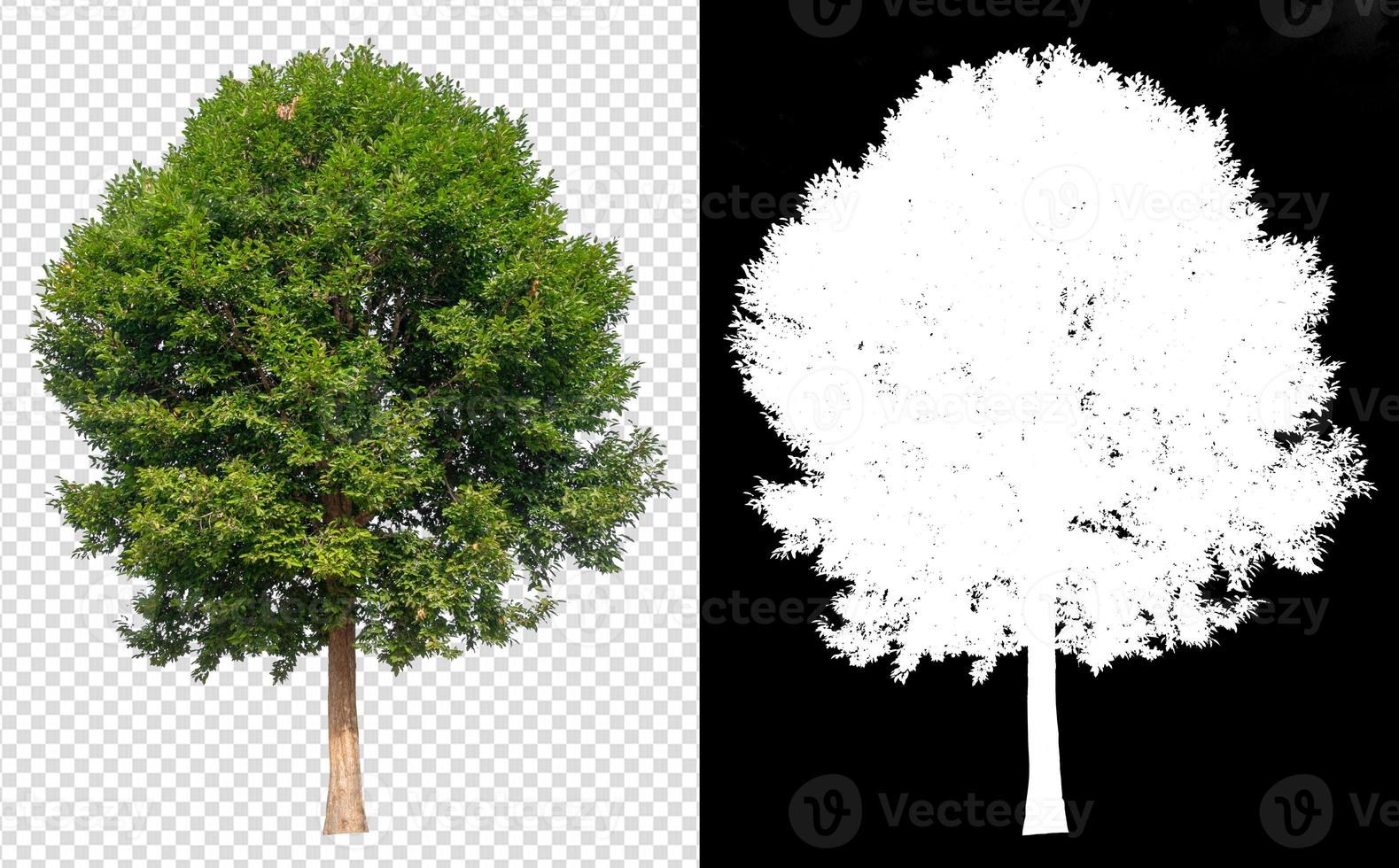 árbol sobre fondo transparente foto