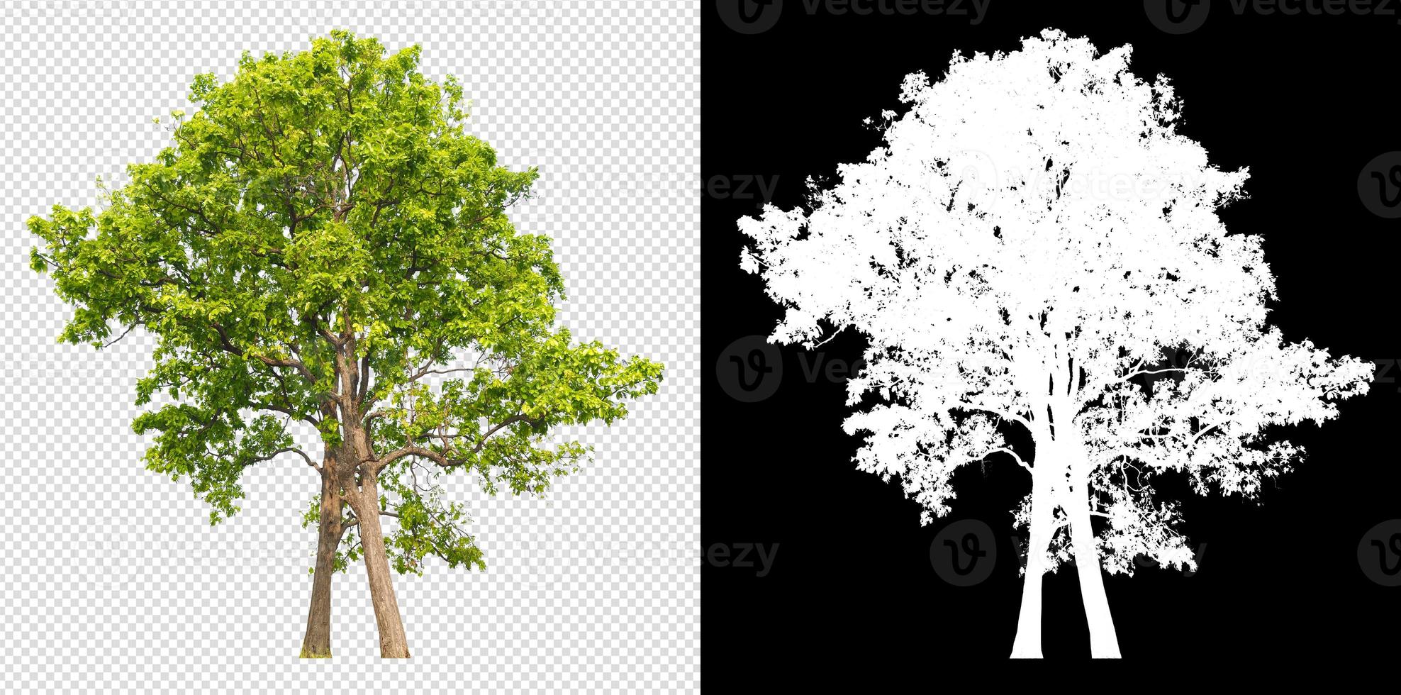 tree on transparent background picture with clipping path photo