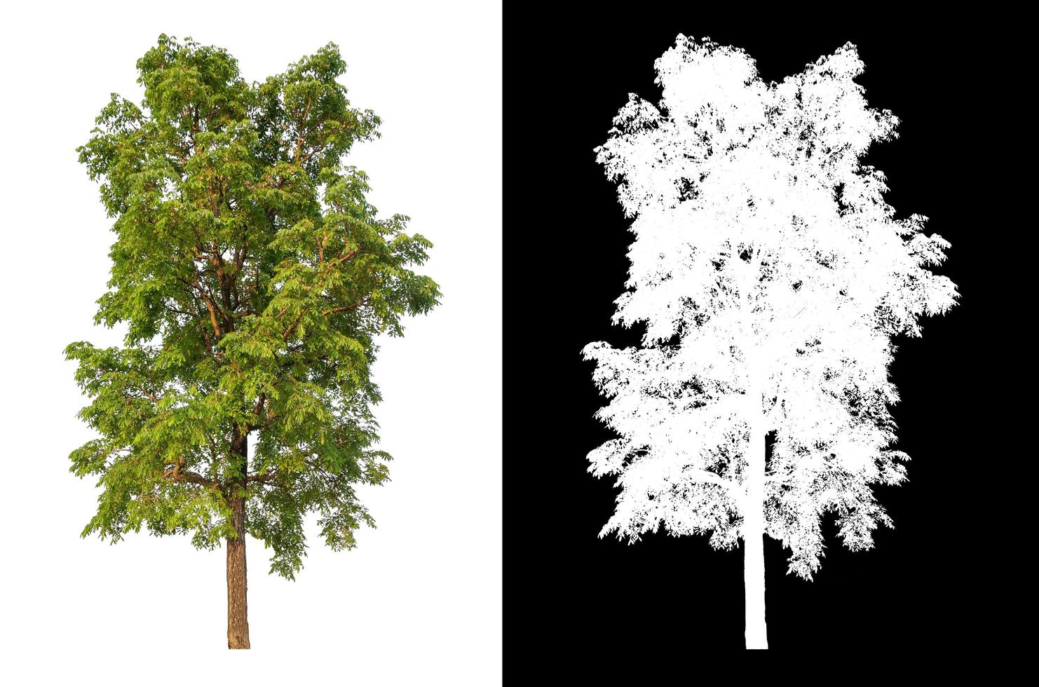 isolated tree on white background with clipping path photo