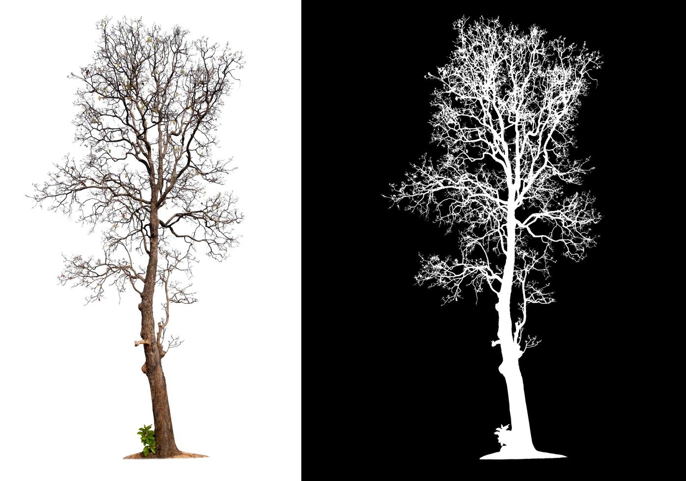 isolated tree without leaves with clipping path photo