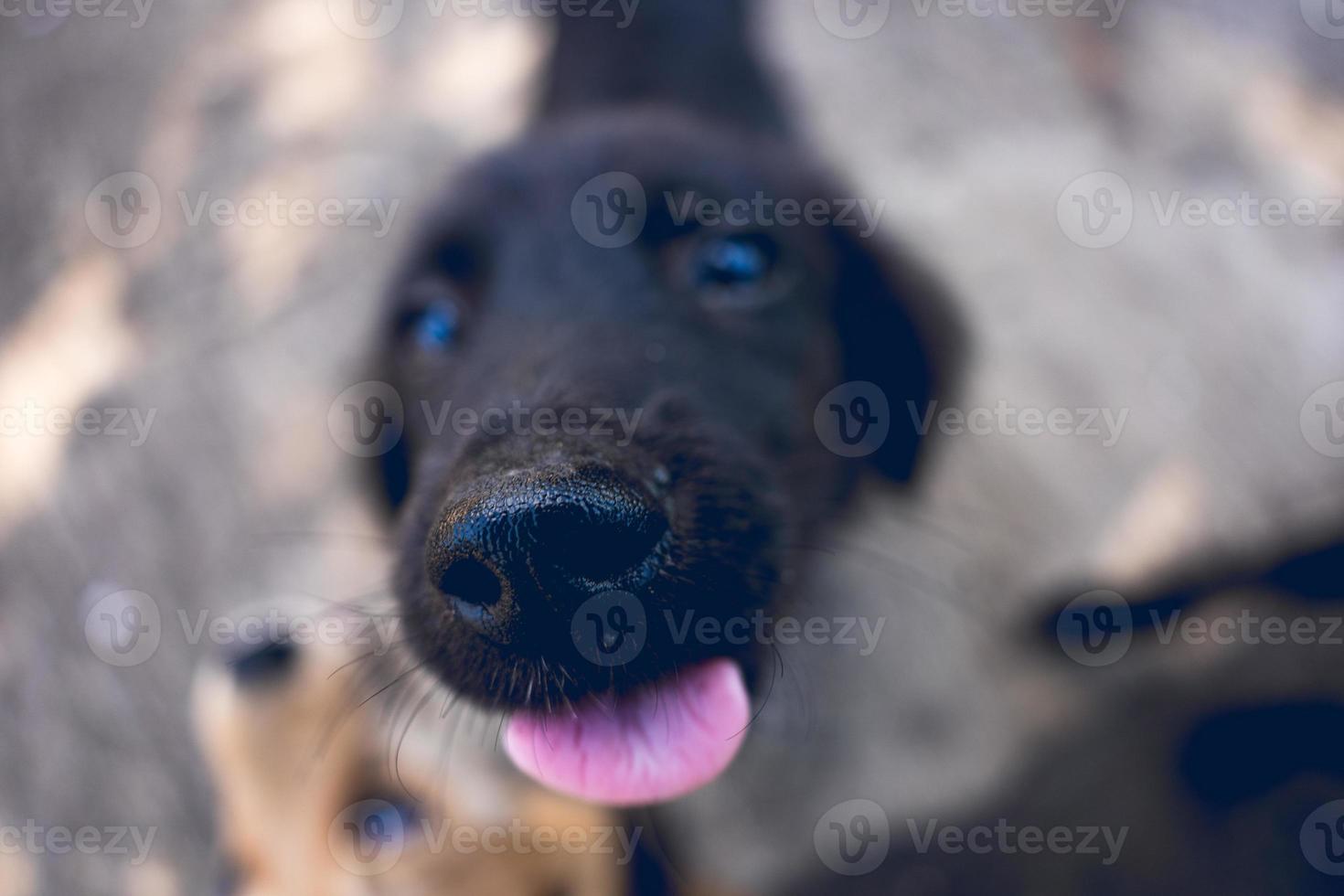 close up dog nose photo