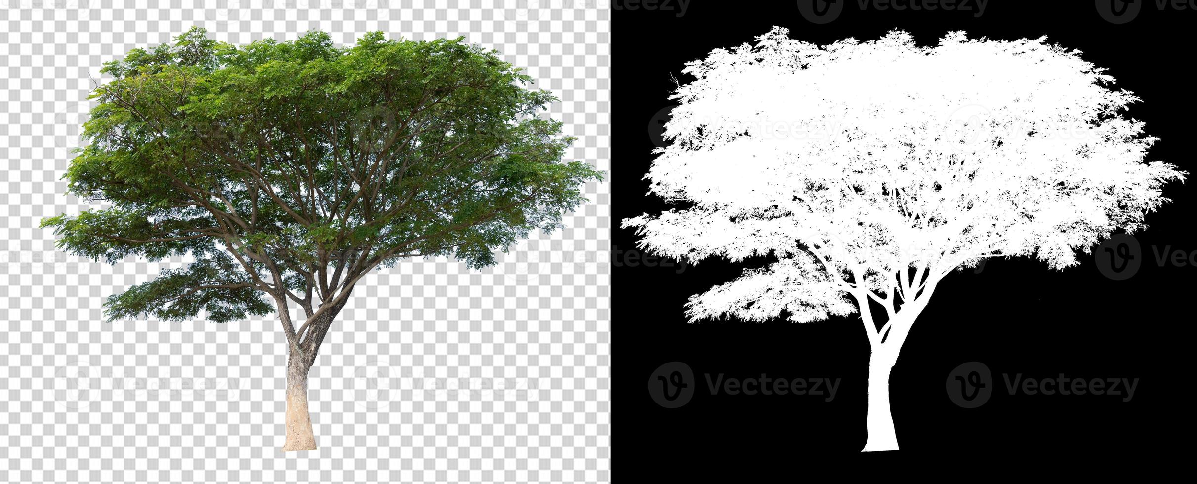 single tree on transparent picture background with clipping path photo