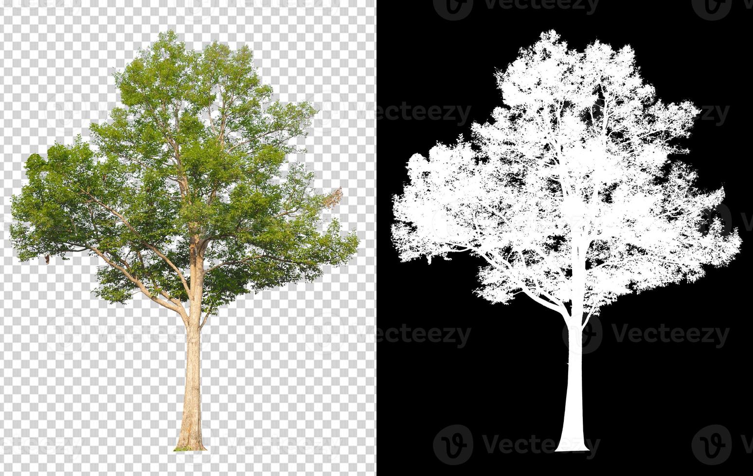 tree on transparent background picture with clipping path photo