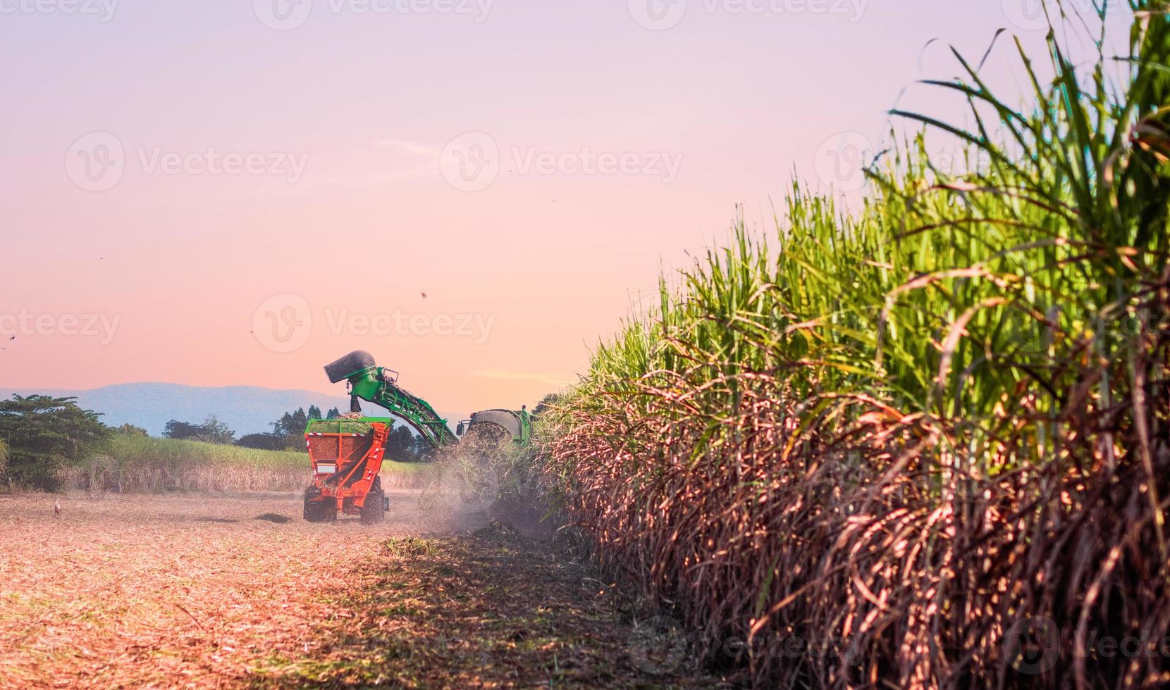 Working sugar cane harvesting photo